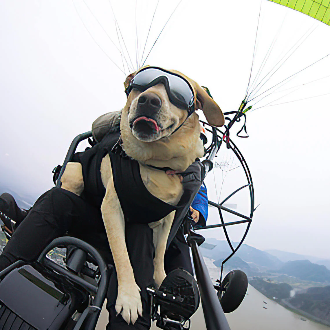 Goggles For Big Cool Dog Accessories - Image 8
