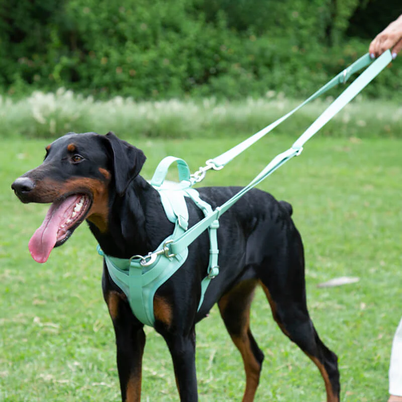 Gummy Dog Harness - Image 10