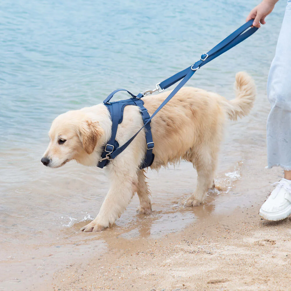 Gummy Dog Harness - Image 6