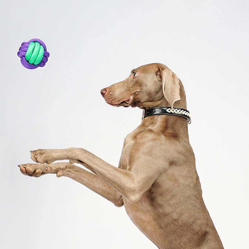 Knots Ball Throwing Dog Toy - Color Clash - Image 5