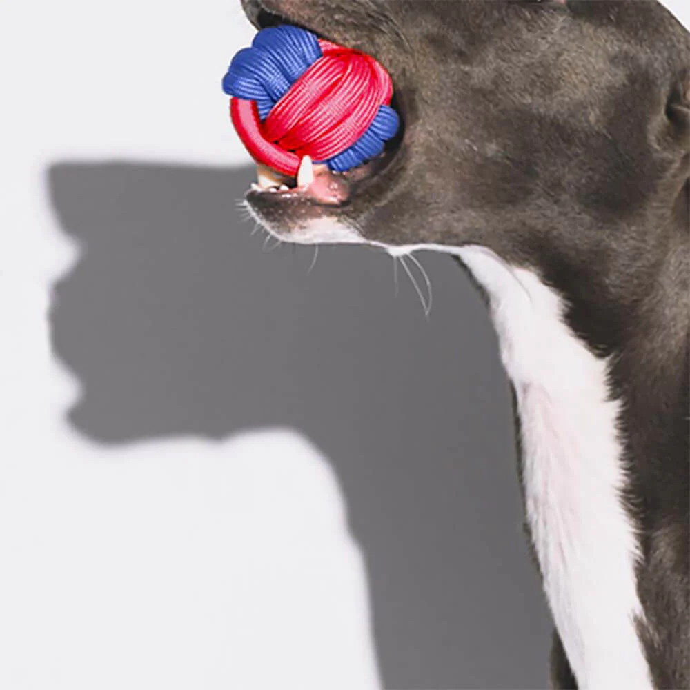 Knots Rope Dog Toy Set - Color Clash - Image 5