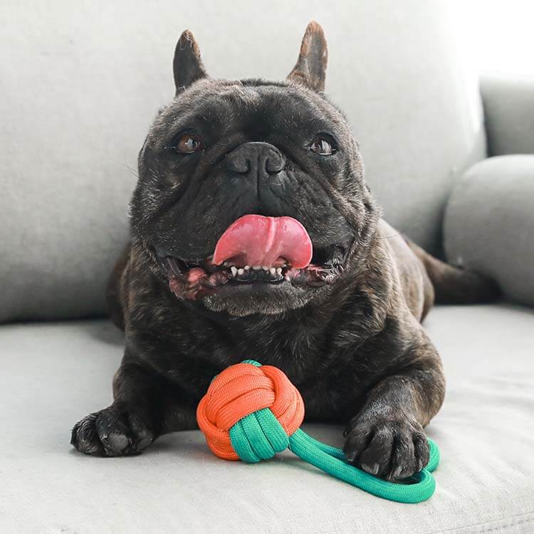 Knots Rope Tug Dog Toy - Color Clash - Image 4