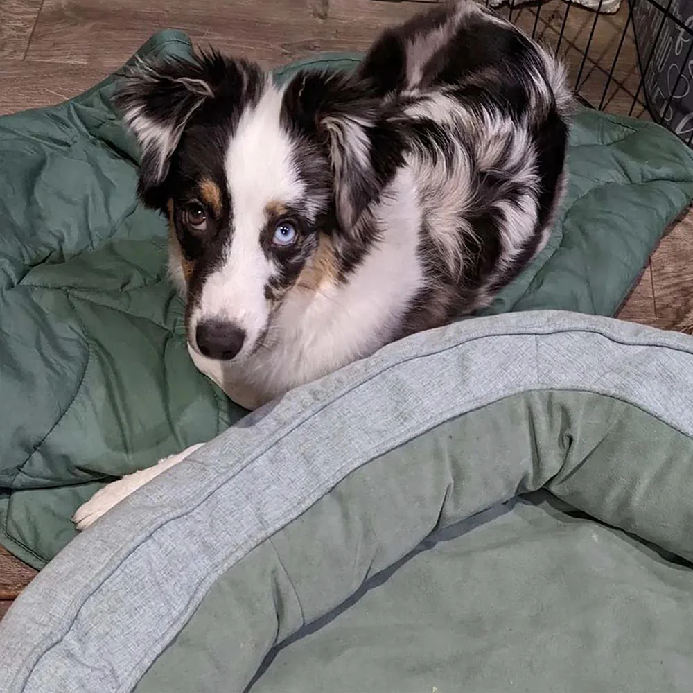 Leaf Shape Dog Blanket With Donut Dog Bed Luxury Dog Gifts - Image 18